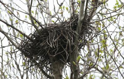 GHO Nest...secret