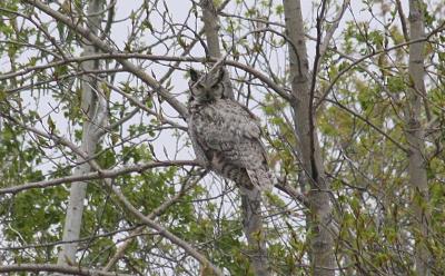 Great Horned Owl...secret