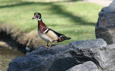 wood duck on the rock.jpg