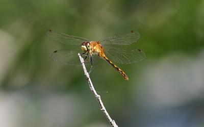 dragonfly1.jpg