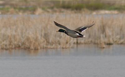 mallard in flight.jpg