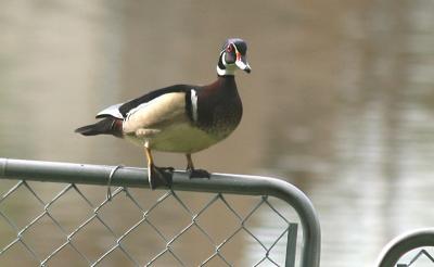 Mr Wood Duck.jpg