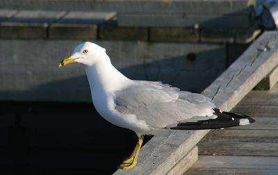 gull perched.jpg