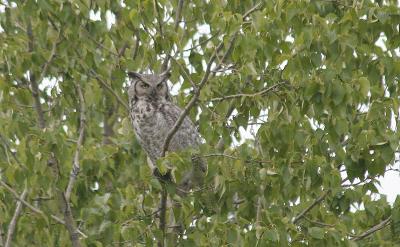 perched May 19