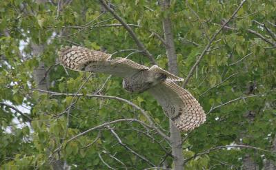 in flight  May 19