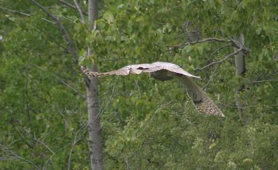 in flight May 19