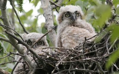 GH owlets May 19