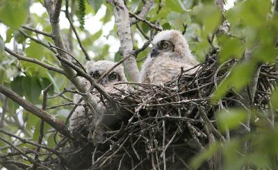 GH owlets May 19