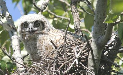 owlet May 22