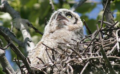 owlet1 May 22