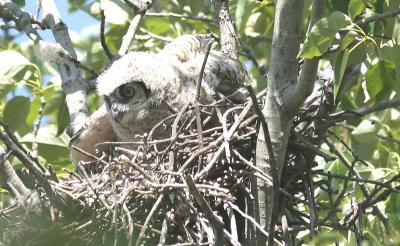 owlet2 May 22