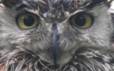 eyes.jpg