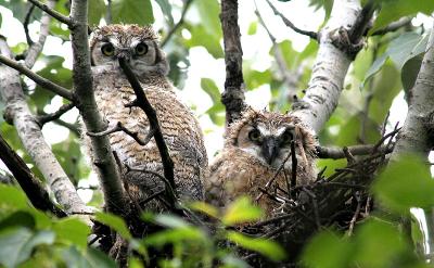 owlets.jpg