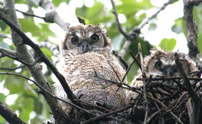 owlets1.jpg