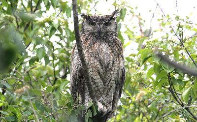 perched1.jpg