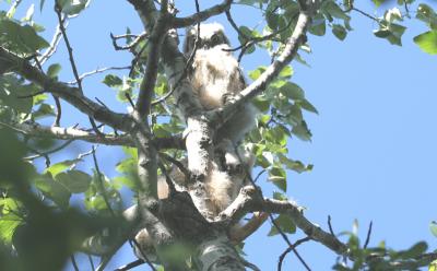 Fledged Owlets May 30th