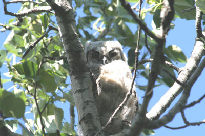 owlet May 30th