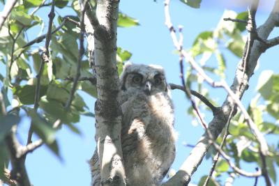 owlet May 30th