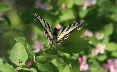 Canadian tiger swallowtail