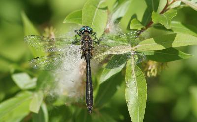 Somatochlora emerald