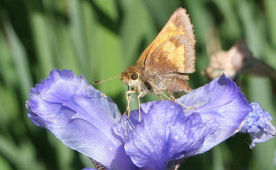 Hobomok Skipper