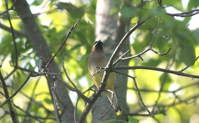 waxwing.jpg