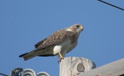 perched on the pole.jpg