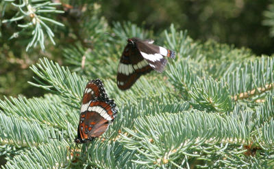 White admiral 