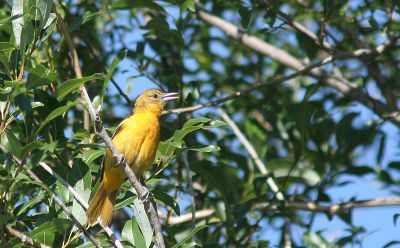 female oriole.jpg