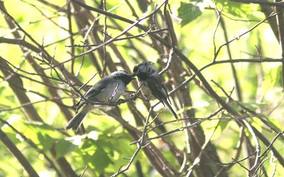 chickadee lunch.jpg