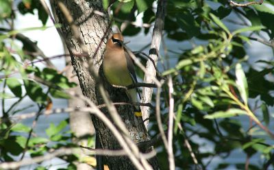 waxwing.jpg