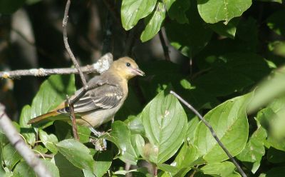 young oriole.jpg