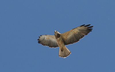 Soaring Swainson