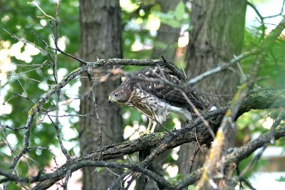 Young Cooper's Hawk