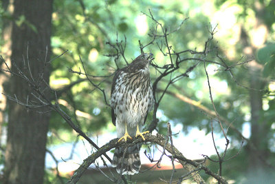 Young Cooper's Hawk