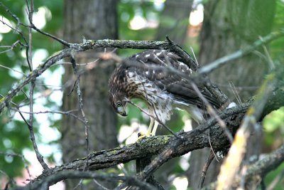 Young Cooper's Hawk