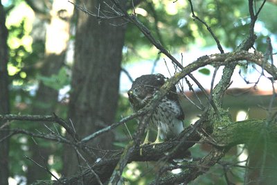 Young Cooper's Hawk