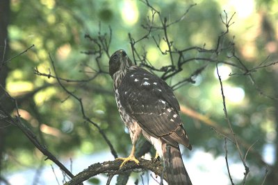 Young Cooper's Hawk