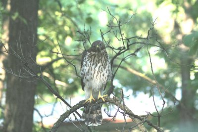 Young Cooper's Hawk