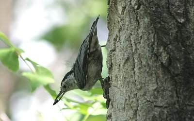 nuthatch.jpg