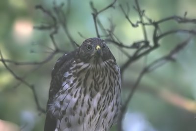 Young Cooper's Hawk