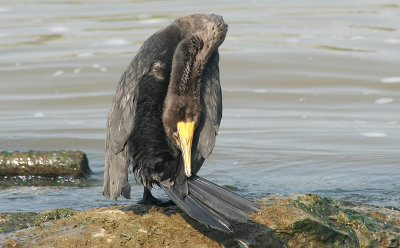 Cormorant 2.jpg