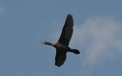 Cormorant.jpg