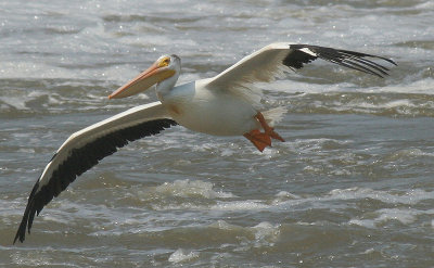Pelican flight.jpg