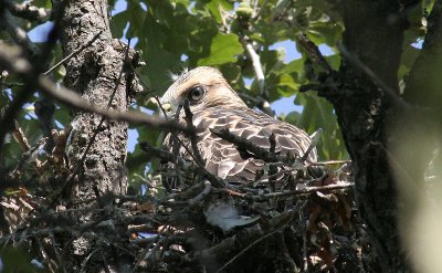 nest perched1.jpg