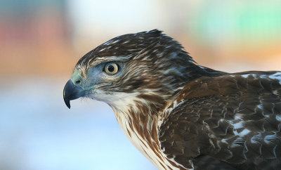 Falconry...Red-Tailed Hawk