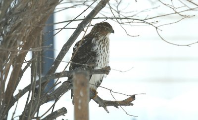 ...Cooper's Hawk...