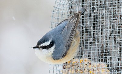 Red-breasted Nuthatch-female