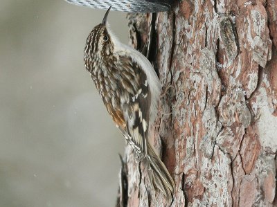 Brown Creeper