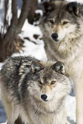 Haliburton Forest Wolf Center - The Early Days!